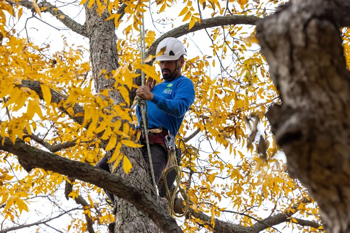 Skilled Tree Trimming crew working in Addison